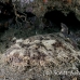 shark_wobbegong_tasselled_sw_mb_h_0375_png1935.jpg